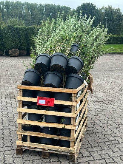 Liguster 100-150 cm XL [Kruka 7,5 liter] 50-pack (ca 16-17 meter) -  Storpack Liguster |
