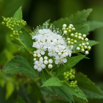 Höstspirea \'Albiflora\' 30-40 cm