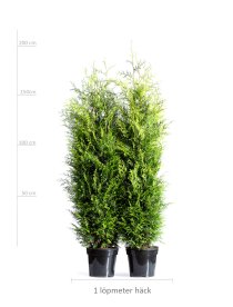 Thuja Brabant 175-200 cm