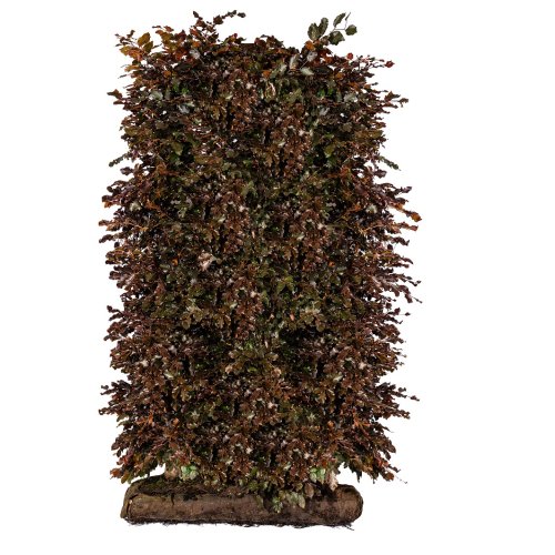 Blodbok Färdig Häck 180 cm