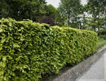 Bok 100-125 cm 150-pack