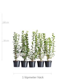 Måbär \'Schmidt\' 60-100 cm