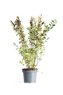 Häckoxbär 100-125 cm XL
