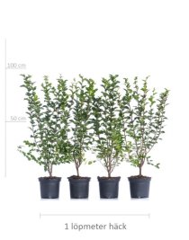 Bukettapel 60-100 cm