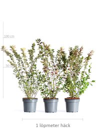 Häckoxbär 100-125 cm XL