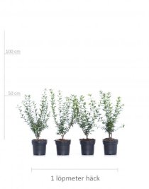 Vintergrön liguster 40-60 cm