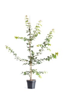 Naverlönn 125-150 cm