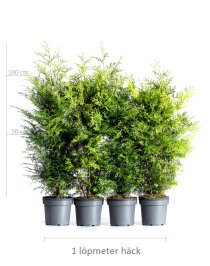 Thuja Brabant 80-100 cm XL