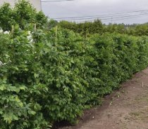 Avenbok 200-225 cm XXL PREMIUM