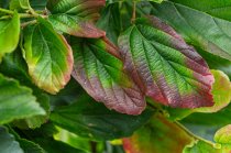 Papegojträd spaljerad