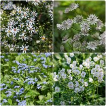 Perennmix "Woodland" 56-pack (4 kvm)