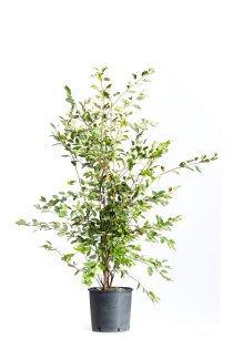 Prakthäggmispel 150-175 cm