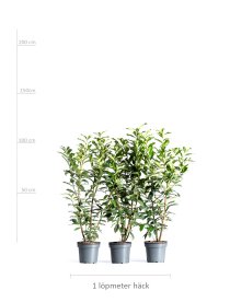 Lagerhägg \'Genolia\' 100-125 cm XL