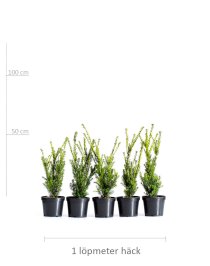 Hybrididegran 40-50 cm