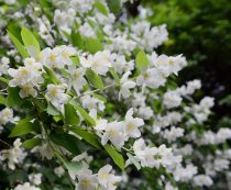 Doftschersmin 80-100 cm XL Doftschersmin 80-100 cm XL