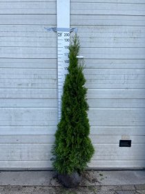 Thuja Smaragd 175-200 cm