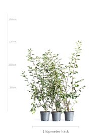 Prakthäggmispel 100-150 cm