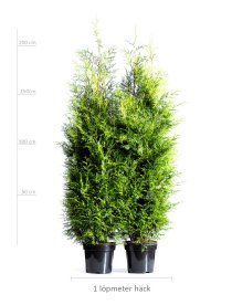 Thuja Brabant 200-225 cm