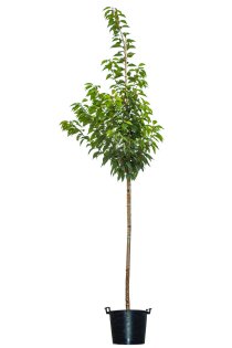 Japanskt prydnadskörsbär \'Kanzan\'