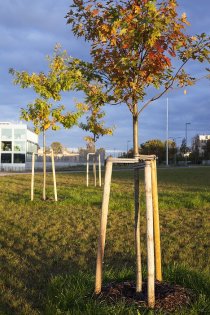 Träduppbindningspaket 1 st träd Träduppbindningspaket 1 st träd