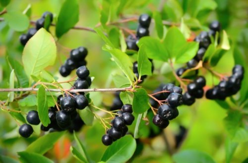 Svartaronia 80-100 cm XL