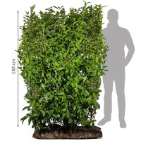 Forsythia intermedia Färdig Häck 180 cm