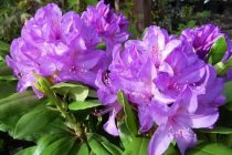 Rhododendron 'Catawbiense Grandiflorum' 40-50 cm