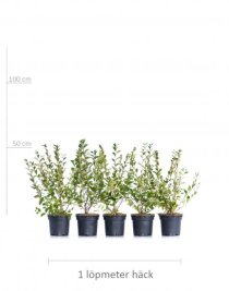 Häckoxbär 40-60 cm