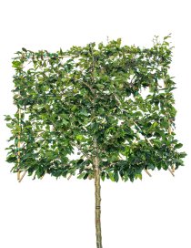 Papegojträd spaljerad ca 300-350 cm Papegojträd spaljerad ca 300-350 cm