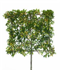 Prydnadsapel 'Red Sentinel' spaljerad ca 300-350 cm Prydnadsapel 'Red Sentinel' spaljerad ca 300-350 cm