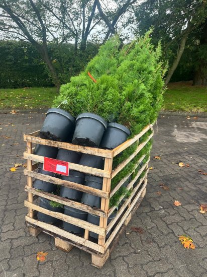 Thuja Smaragd 80-100 cm XL [Kruka 7,5 liter] 120-pack (ca 40 meter) -  Storpack Krukodlad Thuja Smaragd |