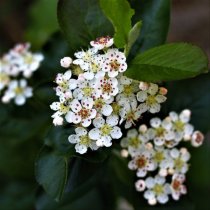 Svartaronia 100-150 cm XL