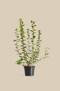 Måbär 40-60 cm Vårspecial