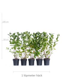 Svartaronia \'Hugin\' 60-100 cm