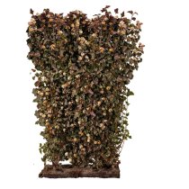 Smällspirea 'Diabolo' Färdig Häck 180 cm