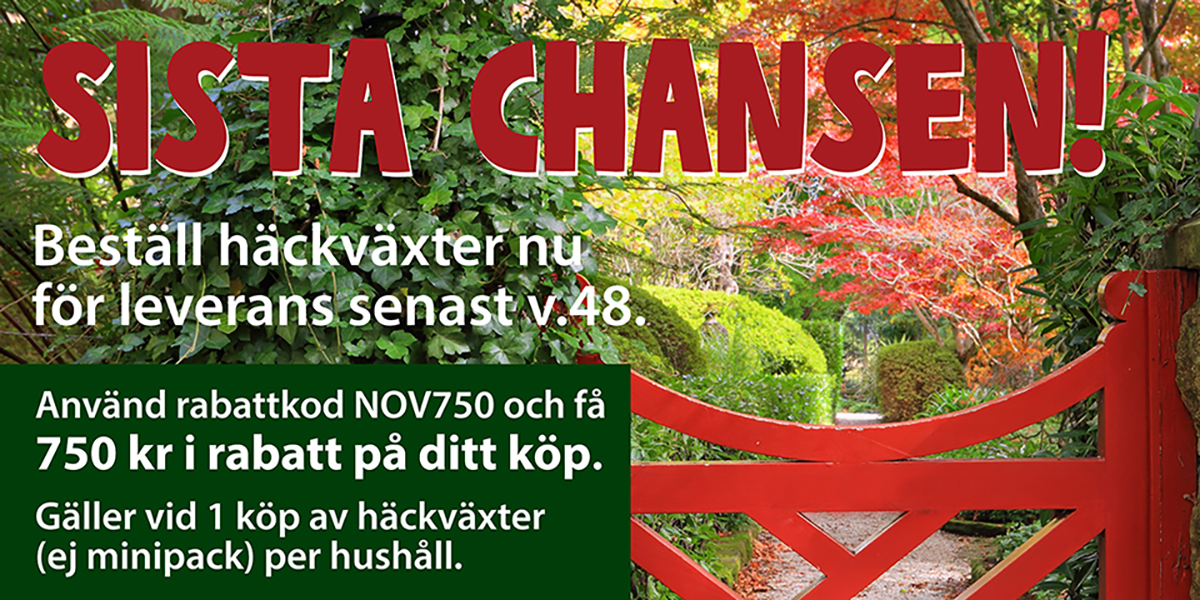 Sista chansen - höst 750
