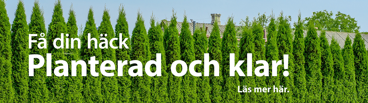 Planterat och klart