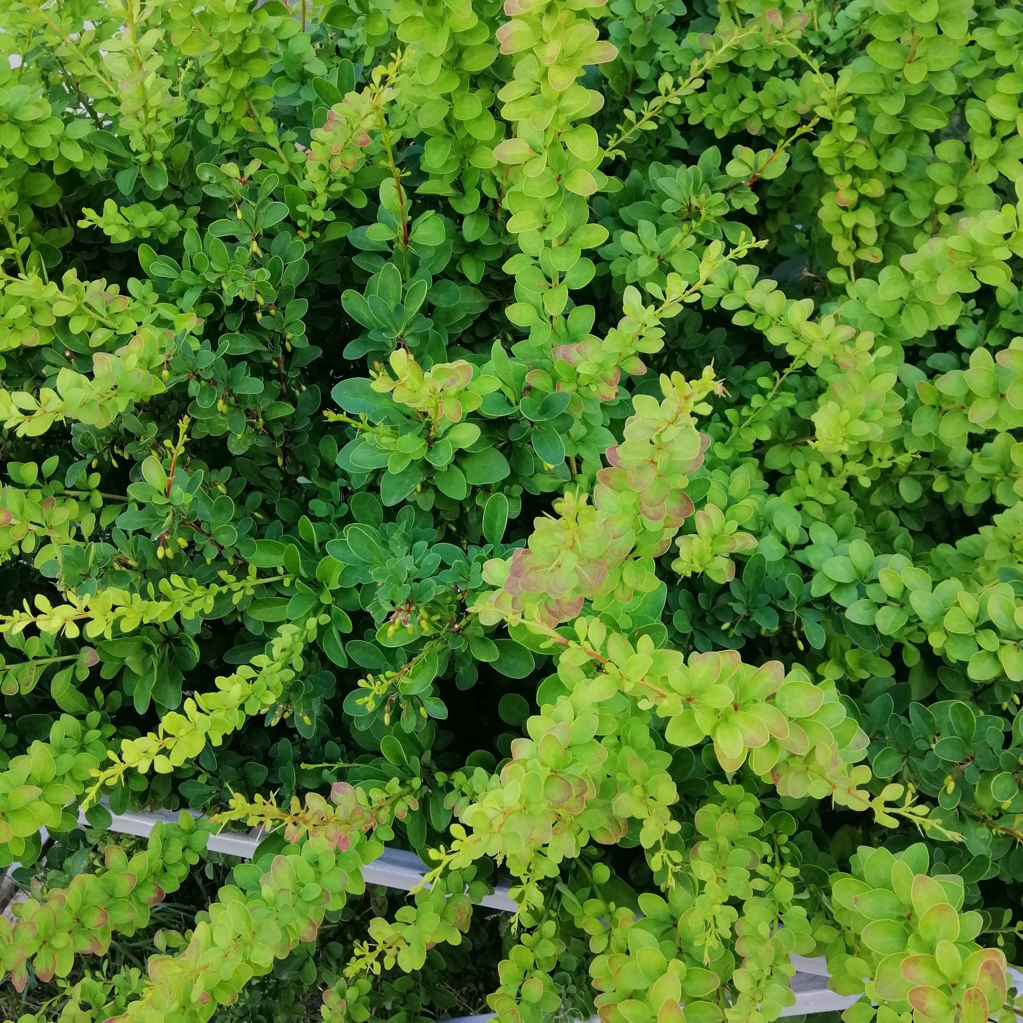 buske_berberis