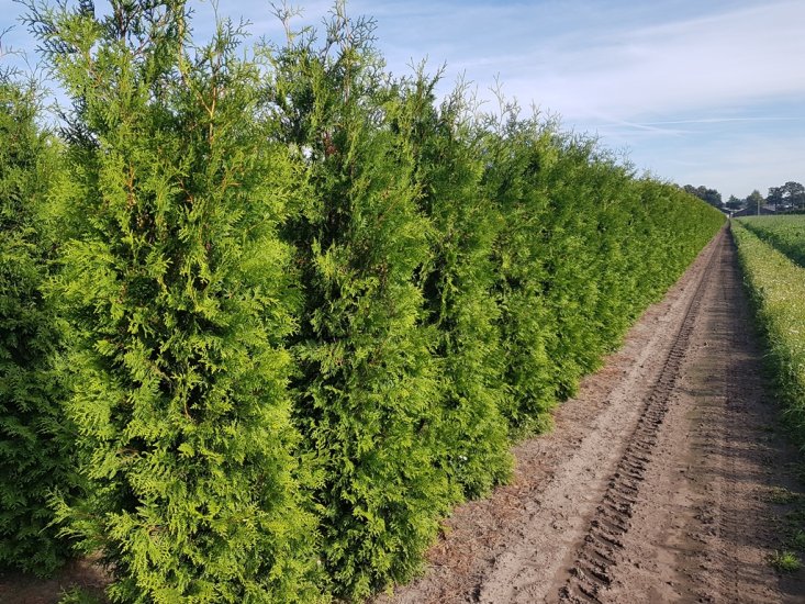 wie alt werden thuja hecken Thuja Smaragd kaufen main image 0
