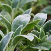 Lammöron 'Silver Carpet' 56-pack (4 kvm) Lammöron 'Silver Carpet' 56-pack (4 kvm)