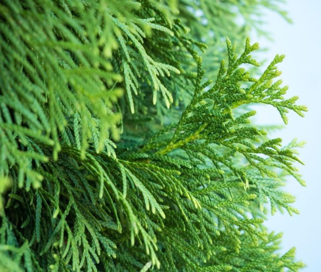 thuja hecke groß kaufen Thuja Smaragd kaufen