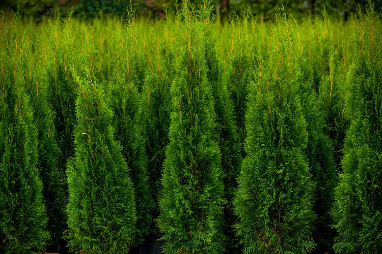 Thuja Smaragd 175-200 cm [Kruka 20 liter] XXL PREMIUM - Krukodlad Thuja  Smaragd |