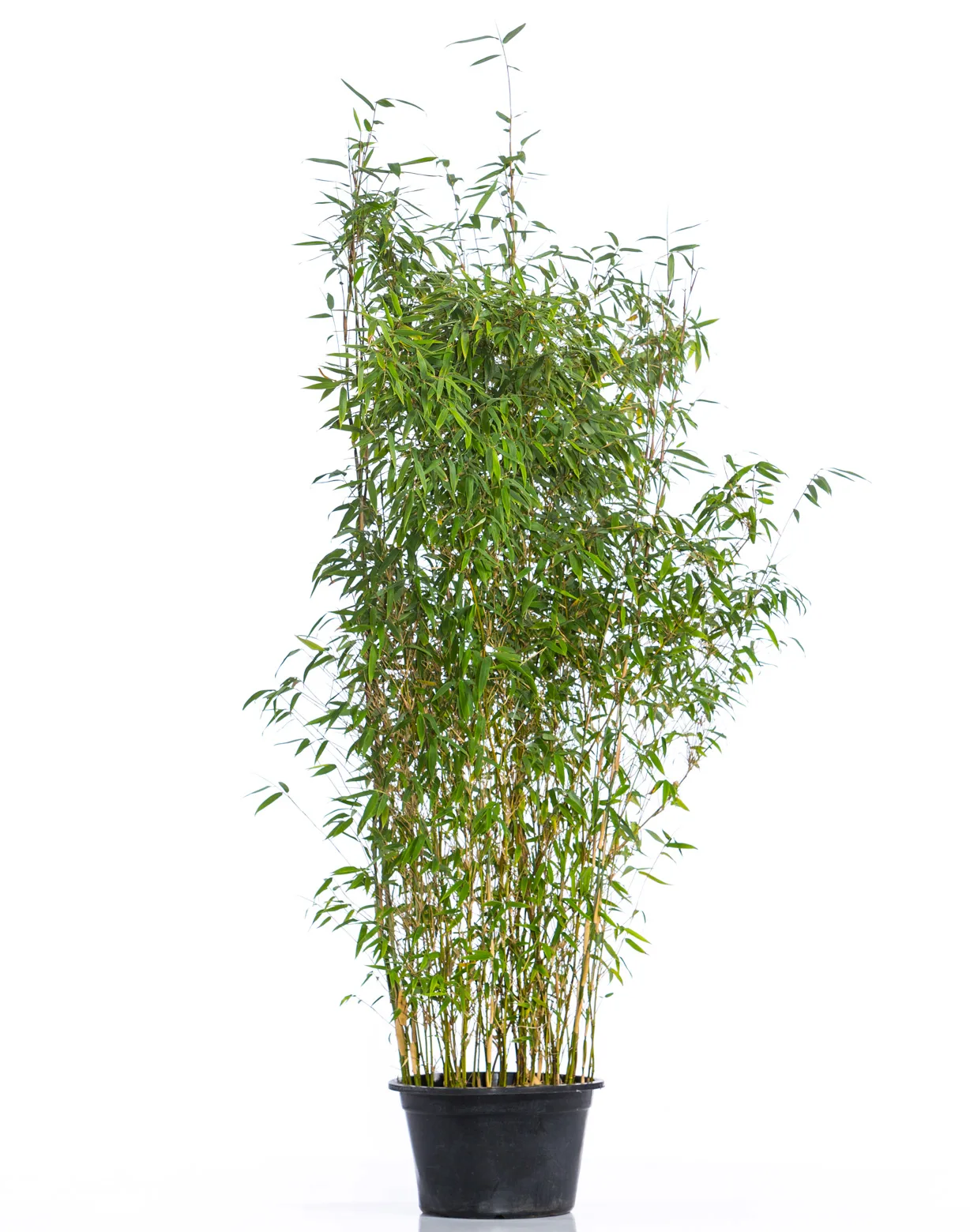 Bergbambu 'Deep Forest' - Bild 3