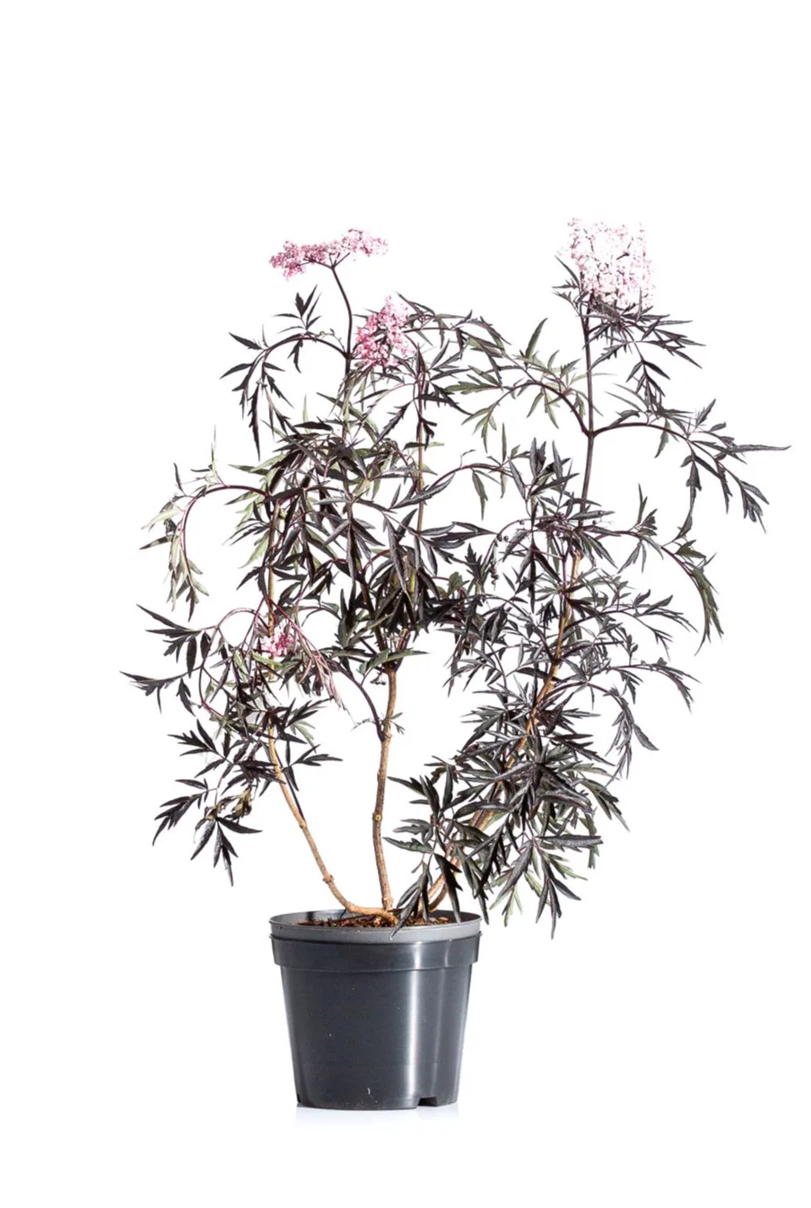 Purpurfläder 'Black Lace' 40-60 cm - Bild 2