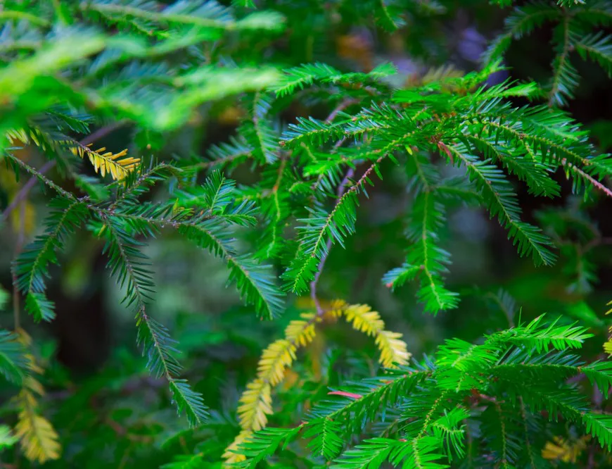 Hemlock - Bild 2