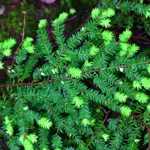 Hemlock