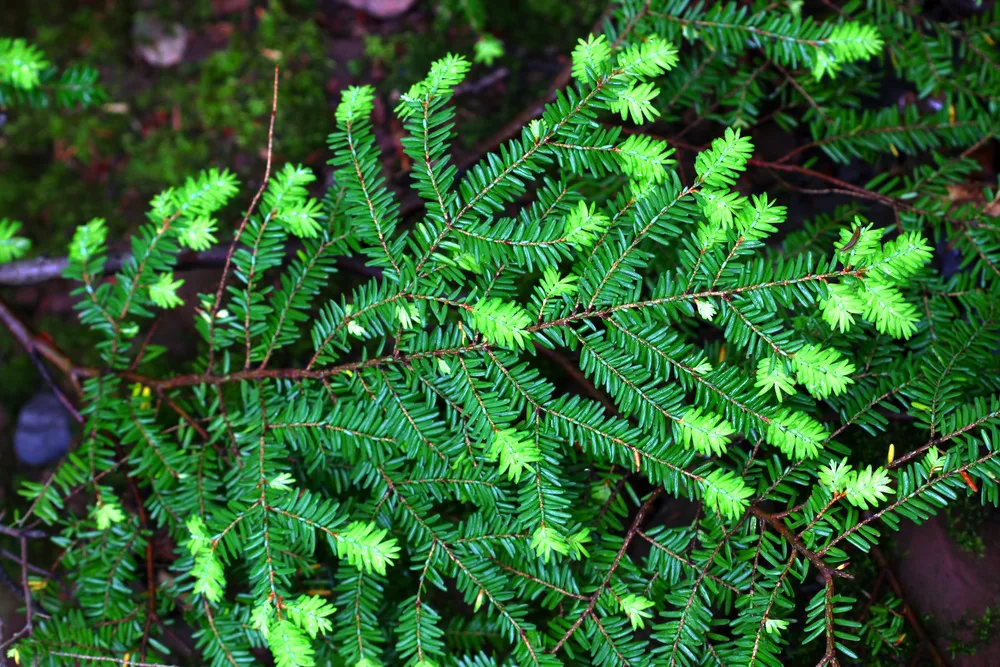 Hemlock