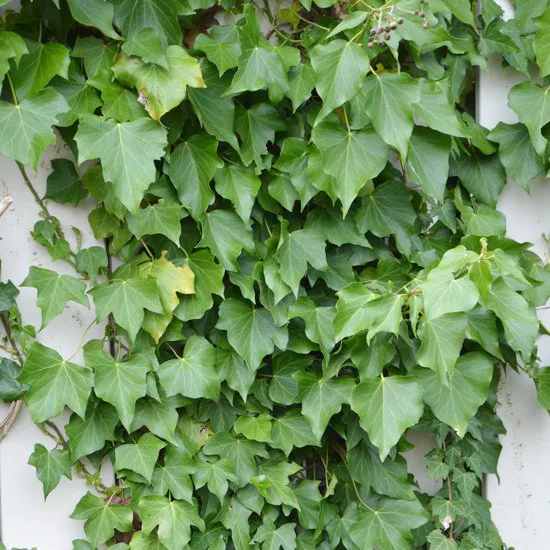 Storbladig murgröna - Bild 3