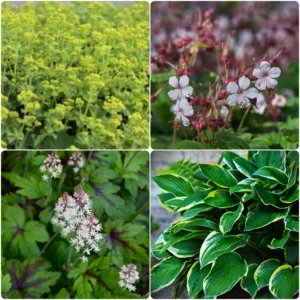 Perennmix "Skuggigt" 56-pack (4 kvm)