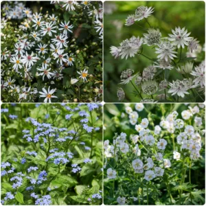 Perennmix "Woodland" 56-pack (4 kvm)